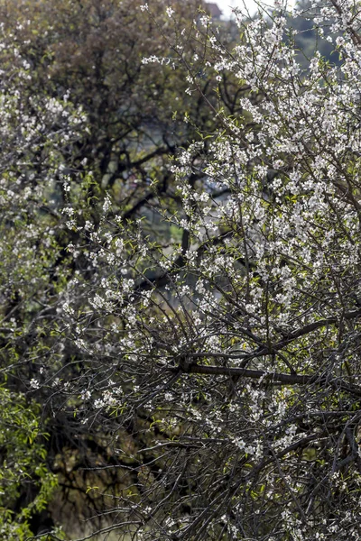 Badem Ağacı Prunus Dulcis Büyür Bahçe Yakın Çekim Güneşli Bir — Stok fotoğraf