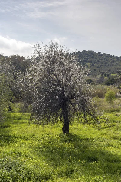Almond Tree Prunus Dulcis Grows Blooms White Flowers Sunny Day — Stock Photo, Image