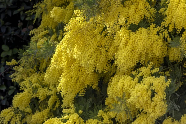 Flores Mimosa Acacia Dealbata Creciendo Floreciendo Parque Día Soleado Primer —  Fotos de Stock