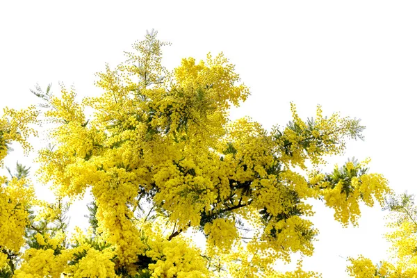 Цветки Мимозы Acacia Dealbata Растут Цветут Изолированно Белом Фоне Крупным — стоковое фото