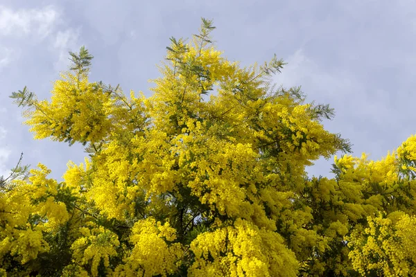 Flores Mimosa Acacia Dealbata Creciendo Floreciendo Parque Día Soleado Primer —  Fotos de Stock