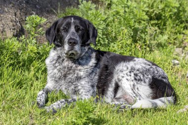 Güneşte ısıtılır ve çim yakın çekim üzerinde yatıyor bir sokak, evsiz siyah-beyaz köpek portresi
