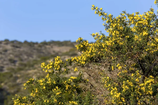 Piękny Jasny Żółty Mały Krzew Calicotome Villosa Rośnie Kwitnie Górach — Zdjęcie stockowe