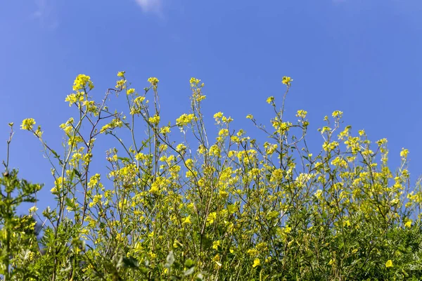 Planta Curativa Barbarea Vulgaris Con Flores Amarillas Crece Florece Contra —  Fotos de Stock