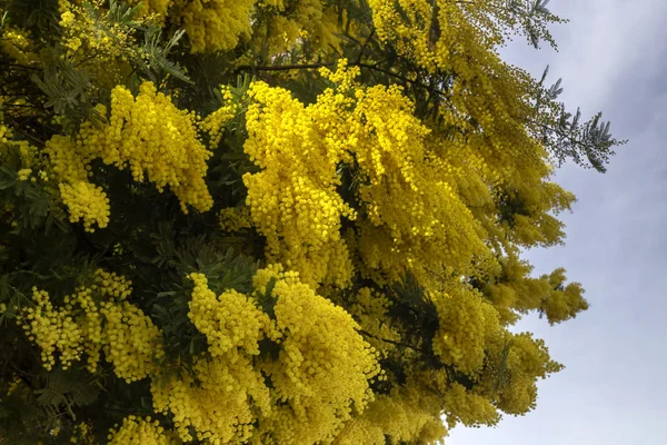 Flores Mimosa Acacia Dealbata Creciendo Floreciendo Parque Día Soleado Primer —  Fotos de Stock