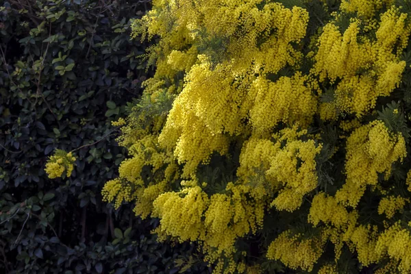Цветы Мимозы Acacia Dealbata Растут Цветут Парке Солнечный День Крупным — стоковое фото