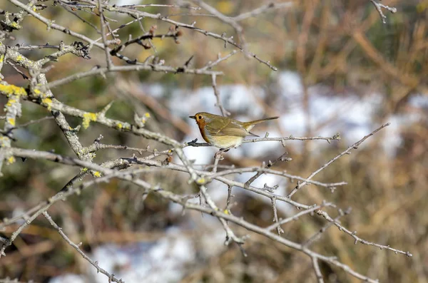 Яркая Красная Грудка Erithacus Rubecula Сидит Ветке Зимнем Лесу Крупным — стоковое фото