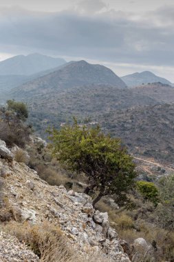 Vahşi armut (Pyrus Communis) dağlarda yetişir.