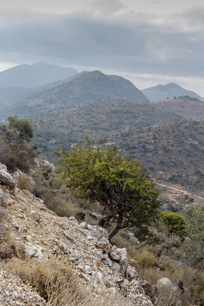 Vahşi armut (Pyrus Communis) dağlarda yetişir.