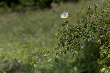 Beyaz köpek (Rsa) yakın çekim gül