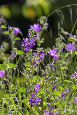 Mallow (Malva sylvestris) bir çayır büyür  