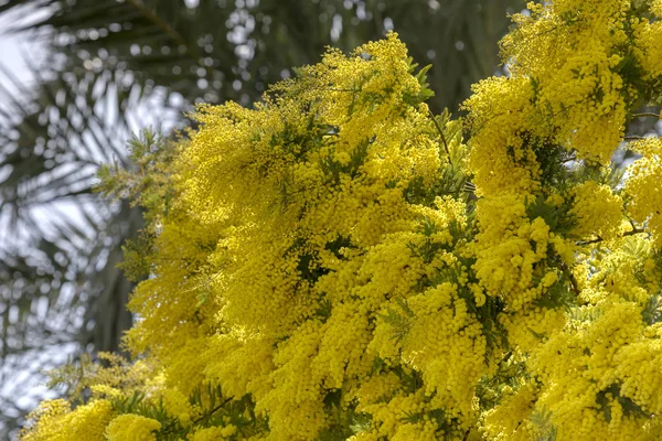 Цветы мимозы (Acacia dealbata) растут в парке — стоковое фото