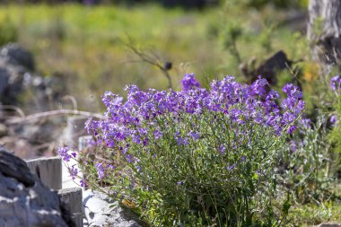 S tarafından mor çiçek çiçek açan bir bitki (Matthiola farinosa)