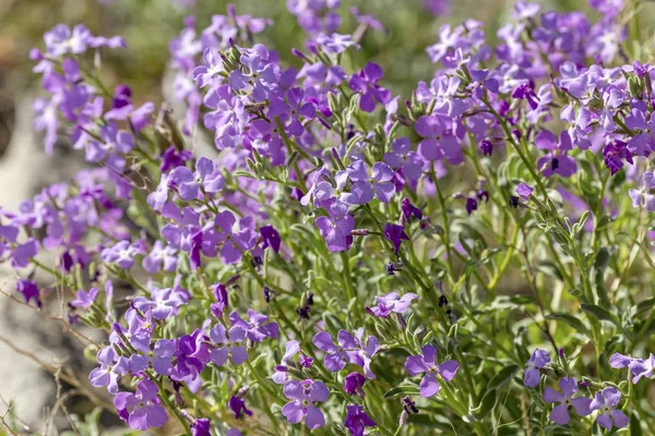 一种有紫罗兰色花的植物 (Matthiola farinosa)。 — 图库照片