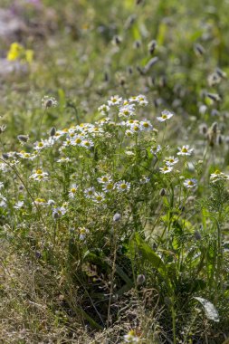 Eczacılık papatya (matricaria chamomilla) bir çayır büyüyen o