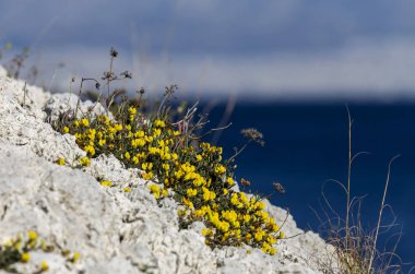 Deniz arka plan üzerinde Sarı çiçekli çalı yetişir
