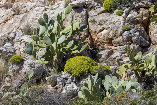 Growing on stones plants spurge (Euphorbia  acanthothamnos) and — Stock Photo, Image