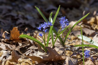 Mavi çiçekli bitki (Scilla) onun doğal habita yetişir