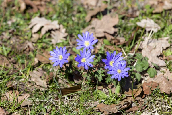 The plant (Anemone blanda) with blue flowers grows in its natura