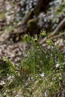 Sarı çiçekli vahşi Iris (Iris tuberosa) onun n büyür
