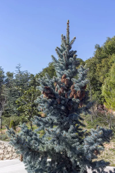 Abeto azul (Picea pungens) cresce nas montanhas — Fotografia de Stock