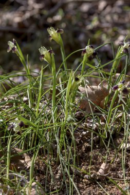 Sarı çiçekli vahşi Iris (Iris tuberosa) onun n büyür