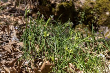 Sarı çiçekli vahşi Iris (Iris tuberosa) onun n büyür