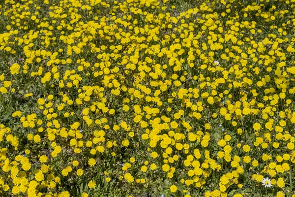 Contexto. Flores silvestres amarelas em um prado — Fotografia de Stock