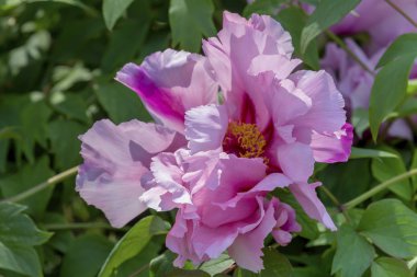 Şakayık (Paeonia suffruticosa) çiçek yatağında büyür