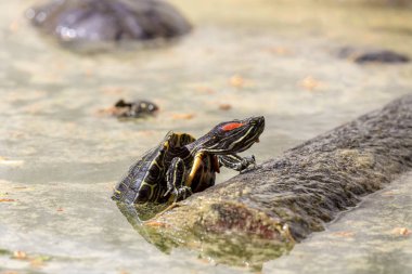 Su kaplumbağası (Trachemys scripta elegans) güneş yakın basks-