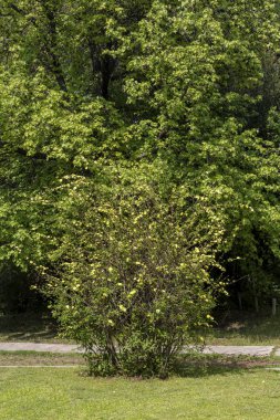 Bahar parkında Peyzaj Bahçe tasarımı