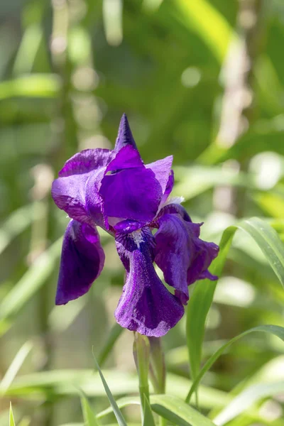 Purpurowa Tęczówka (Iris hybryda) rośnie na kwiat łóżko — Zdjęcie stockowe