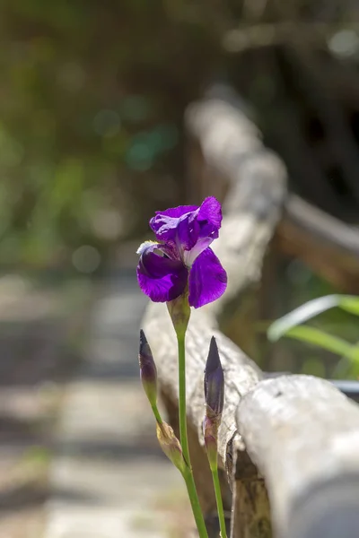 花坛上生长的紫色虹膜 (虹膜杂交种) — 图库照片