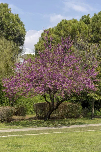 Landscape gardening design in spring park