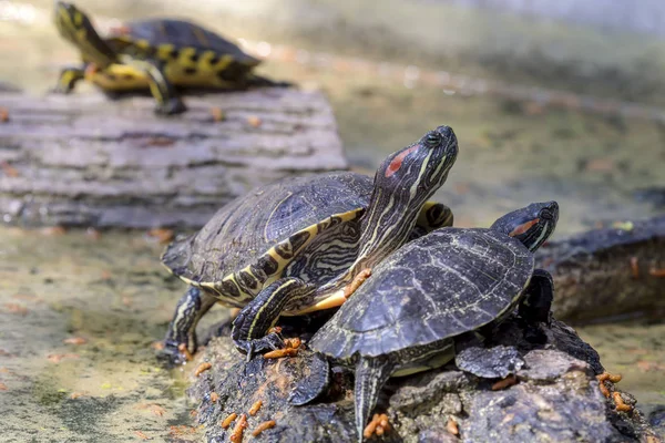 Θαλάσσιες χελώνες (Trachemys γραφίστα) — Φωτογραφία Αρχείου