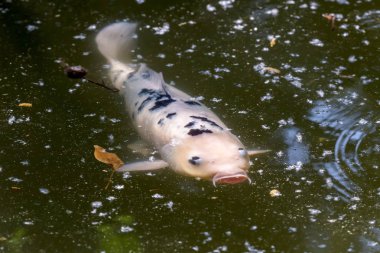Sazan koi (Cyprinus carpio haematopterus) havuzda
