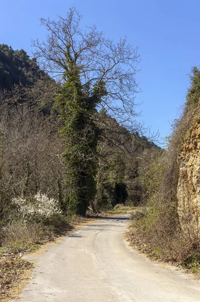 Wiejska droga i drzewa (Grecja, Peloponez). — Zdjęcie stockowe
