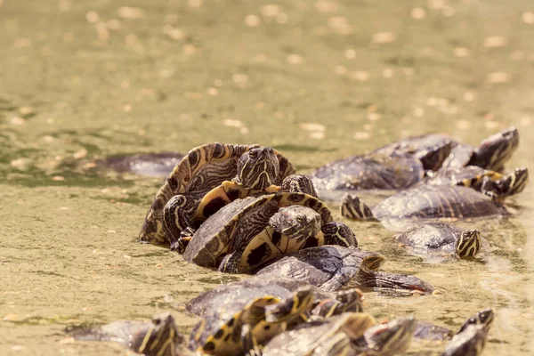 Water schildpadden (Trachemys scripta) koestert in de zon dichtbij — Stockfoto