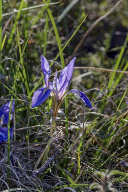 Mavi çiçekli vahşi Iris (Iris unguicularis ssp. carica) 