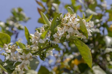 Çiçek açan bir limon ağacının yakın çekim dalı