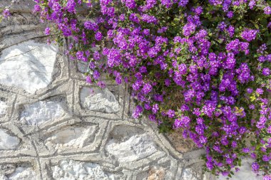 Bitki (Lantana) büyür ve bir bahar gününde çiçek.