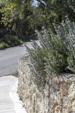 Biberiye çalısı (Rosmarinus officinalis) yakın çekim