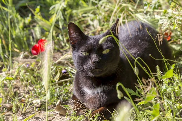一只绿眼睛的猫的肖像 — 图库照片
