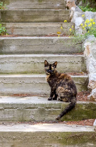 Portrét vícebarevné kočky sedící na schodech — Stock fotografie