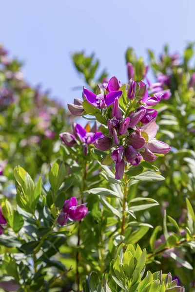 用紫色花生长的观赏植物（波利加拉麦芽糖）生长 — 图库照片