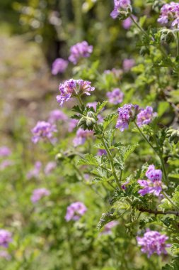 Süs bitkisi (Pelargonium graveolens) leylak çiçekler gro ile