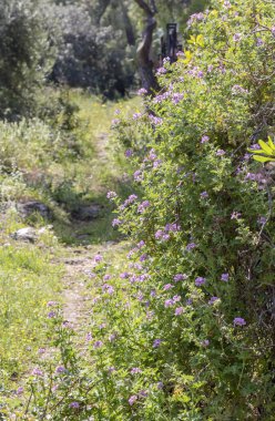 Süs bitkisi (Pelargonium graveolens) leylak çiçekler gro ile