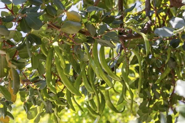 Arvore de alfarroba (Ceratonia siliqua) close-up — Fotografia de Stock