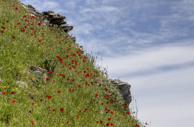 Tomurcukları yakın çekim ile kırmızı haşhaş (Papaver rhoeas).