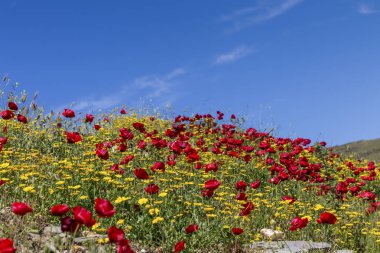 Tomurcukları yakın çekim ile kırmızı haşhaş (Papaver rhoeas).